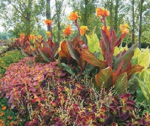Colourful combos